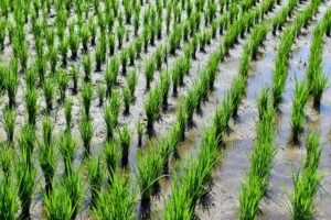 Home Vibrant rice paddies and young plants in Tabanan, Bali, highlighting traditional agriculture.