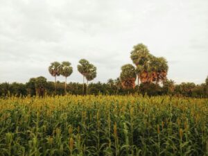 Home Lush green farmland with palm trees under a cloudy sky, creating a serene natural landscape.