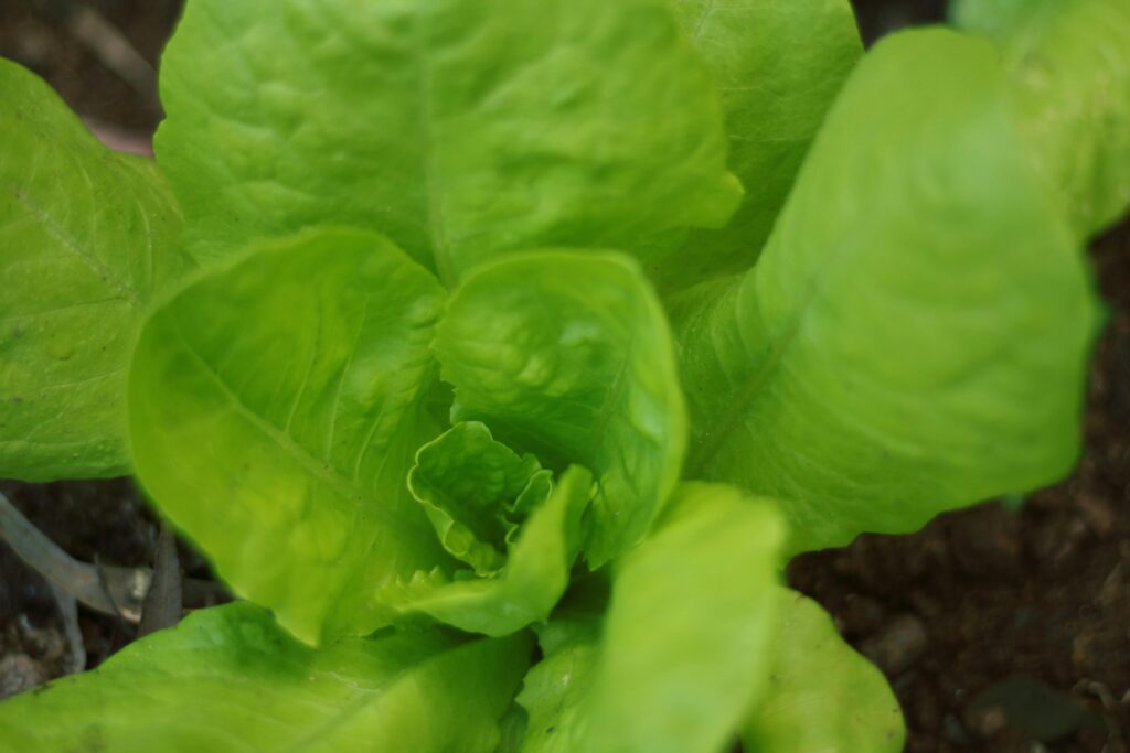 Close-up of fresh green lettuce leaves growing naturally in a garden.