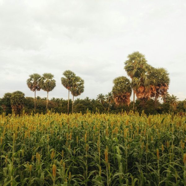 Lush green farmland with palm trees under a cloudy sky, creating a serene natural landscape.