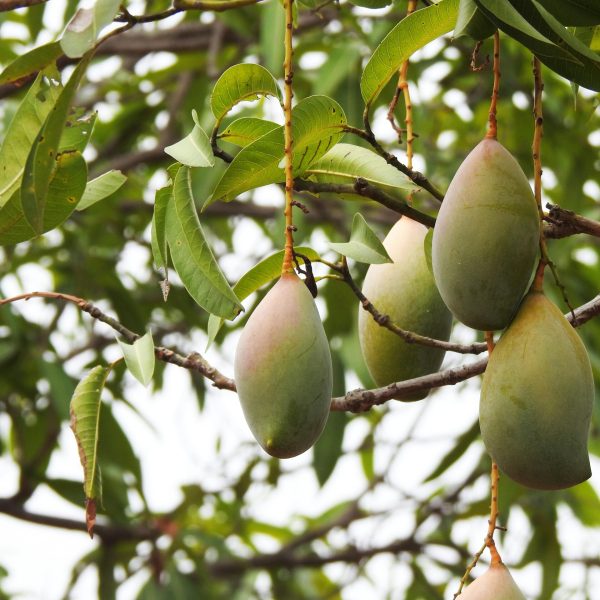 Close-up of ripe mangoes hanging on a branch surrounded by lush green leaves.